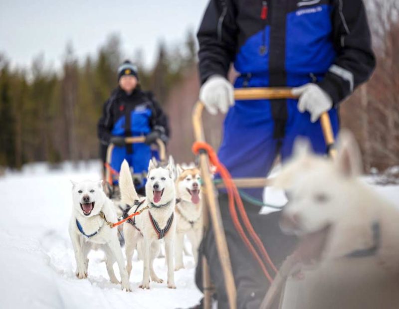poro ja huskyajelut